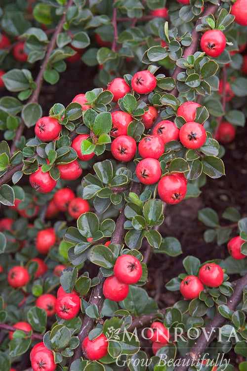 Cotoneaster | Cranberry Cotoneaster
