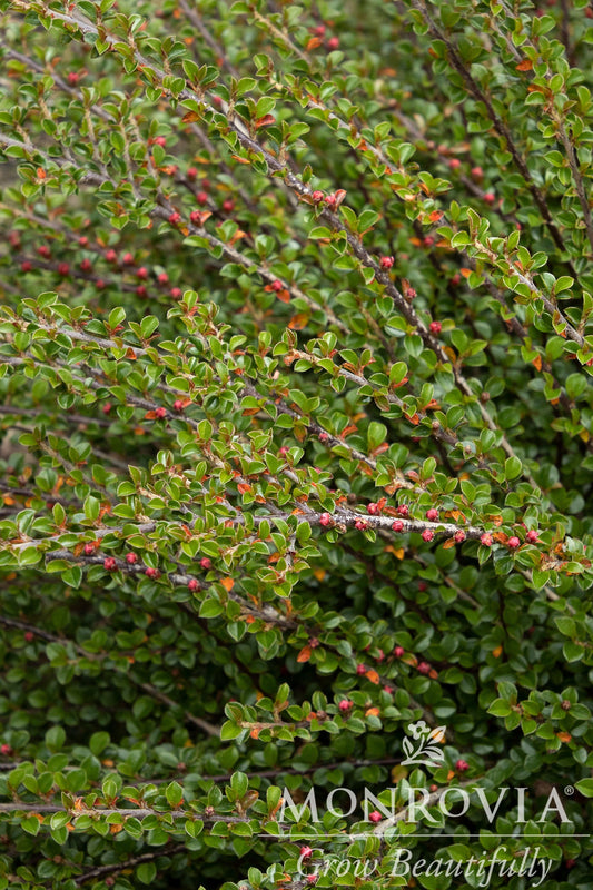 Cotoneaster | Tom Thumb Cranberry Cotoneaster - 2 Gallon