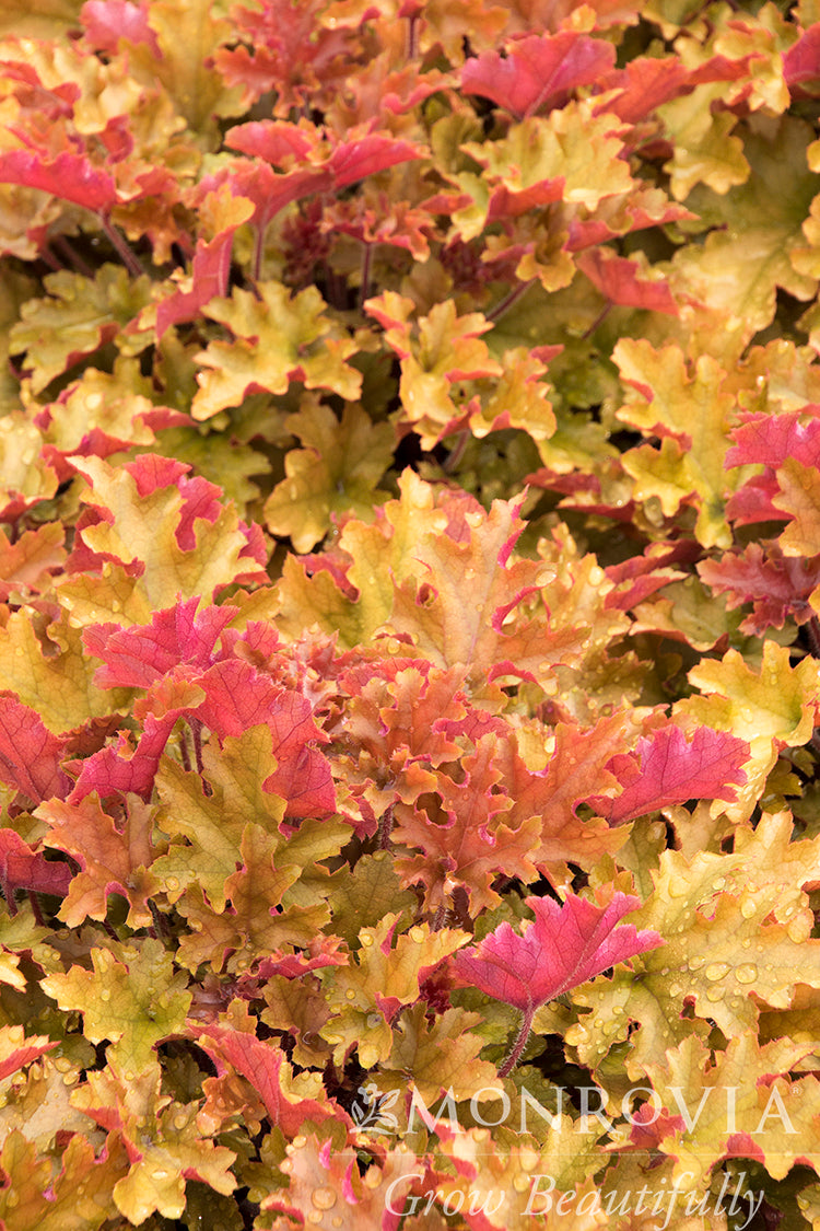 Heuchera | Marmalade Coral Bells