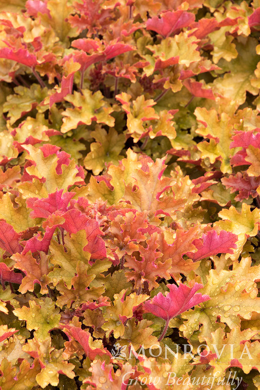 Heuchera | Marmalade Coral Bells