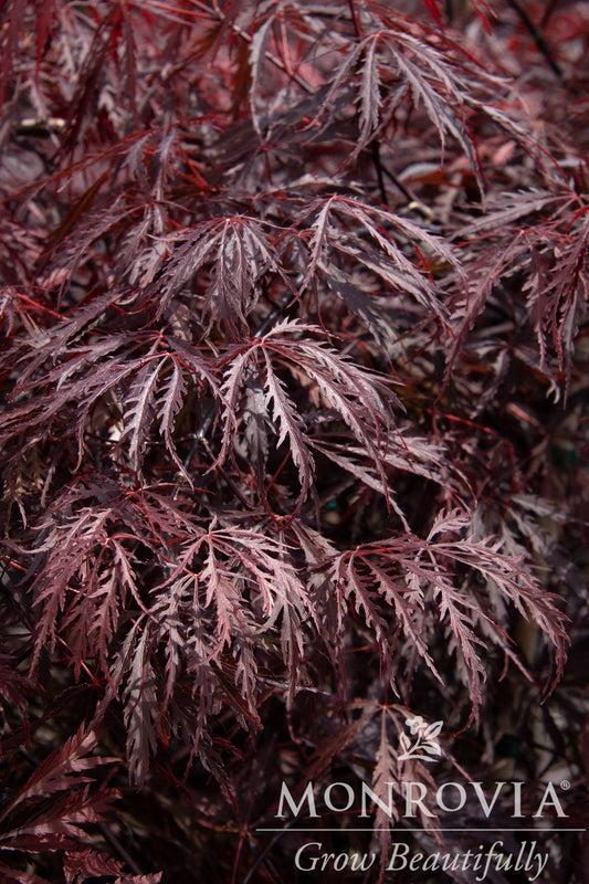 Acer | Tamukeyama Japanese Maple | Low Branched - 10 Gallon 24-30"