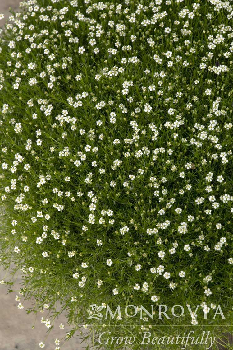 Sagina | Irish Moss - 1 Gallon