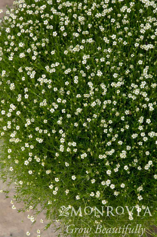 Sagina | Irish Moss - 1 Gallon