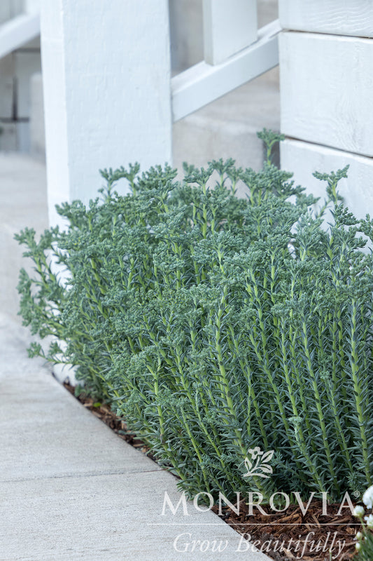 Sedum | Blue Spruce Stonecrop