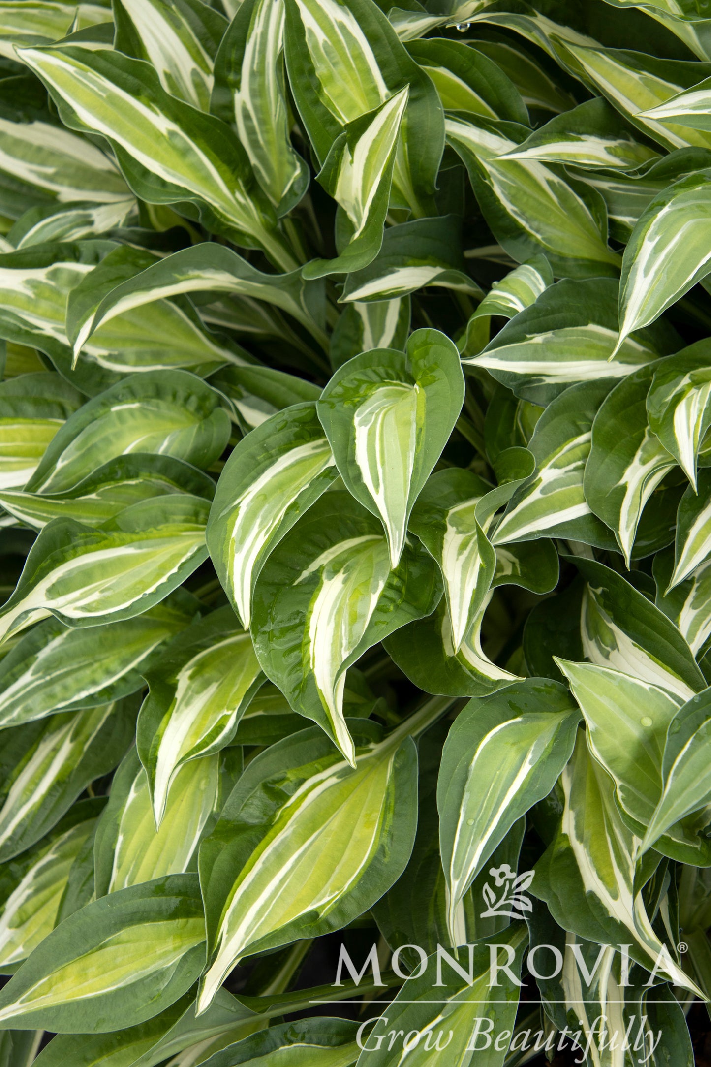 Hosta | Striptease Hosta