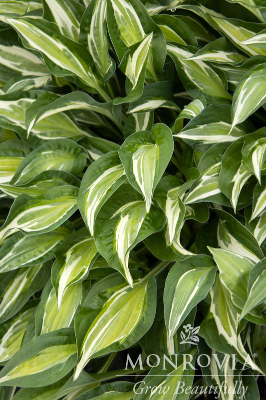 Hosta | Striptease Hosta - 1 Gallon