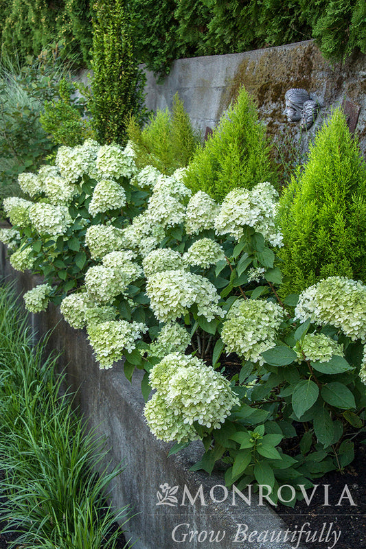 Hydrangea | Little Lime Panicle Hydrangea - 3 Gallon