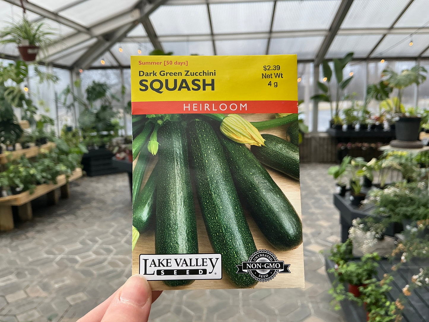 Cucurbita | Summer - Squash Seed