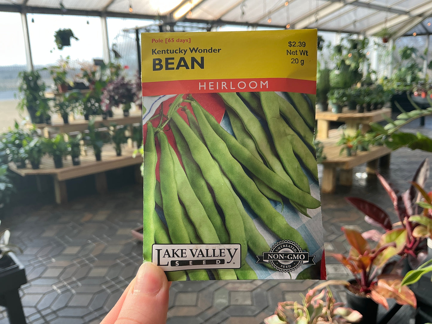 Phaseolus | Pole - Green - Bean Seed