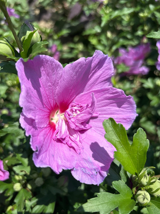 Hibiscus | Chiffon Rose of Sharon | Dark Lavender - 3 Gallon