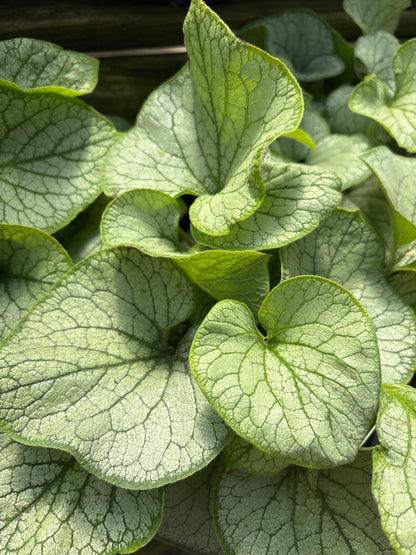 Brunnera | Jack Frost Brunnera