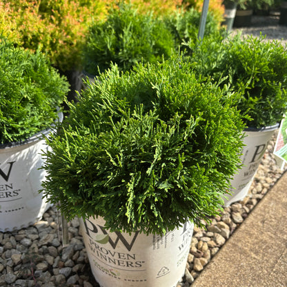 Thuja | Tater Tot Arborvitae - 2 Gallon