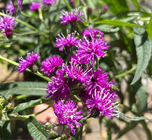 Vernonia | New York Ironweed - 2 Gallon