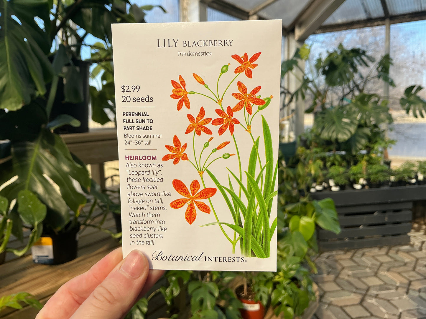 Iris | Lily - Blackberry Seed