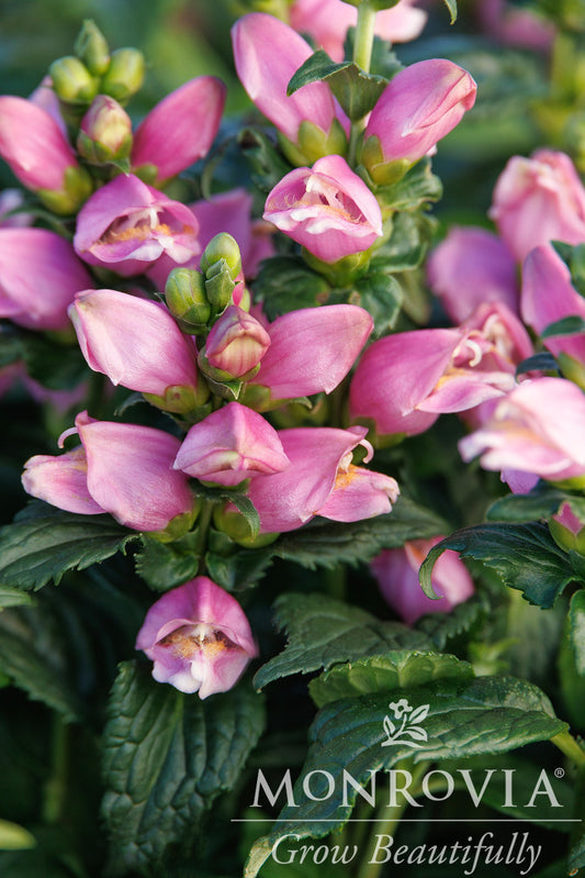 Chelone | Tiny Tortuga Pink Turtlehead - 1 Gallon