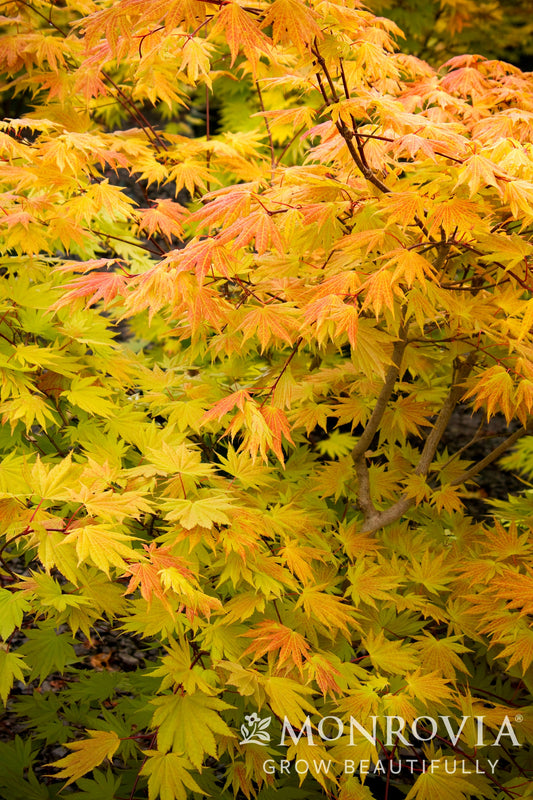 Acer | Autumn Moon Fullmoon Maple - 10 Gallon
