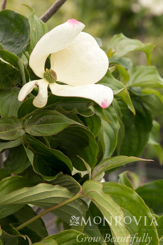 Cornus | Venus Dogwood