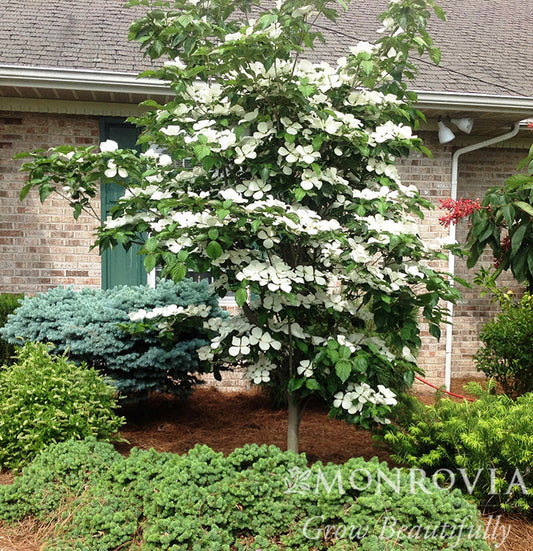 Cornus | Venus Dogwood - 7 Gallon