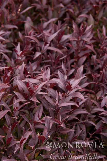 Deutzia | Nikko Deutzia