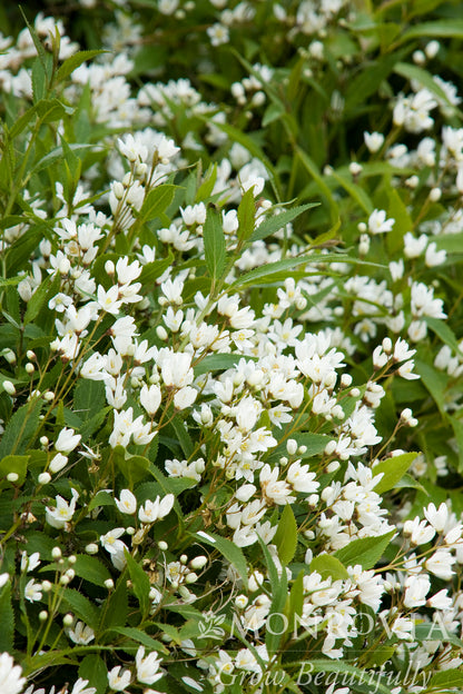 Deutzia | Nikko Deutzia