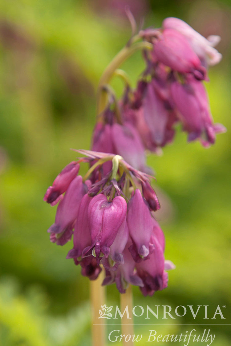 Dicentra | Luxuriant Bleeding Heart