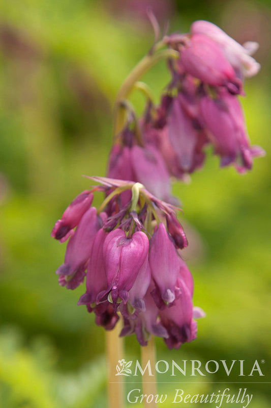 Dicentra | Luxuriant Bleeding Heart - 1 Gallon