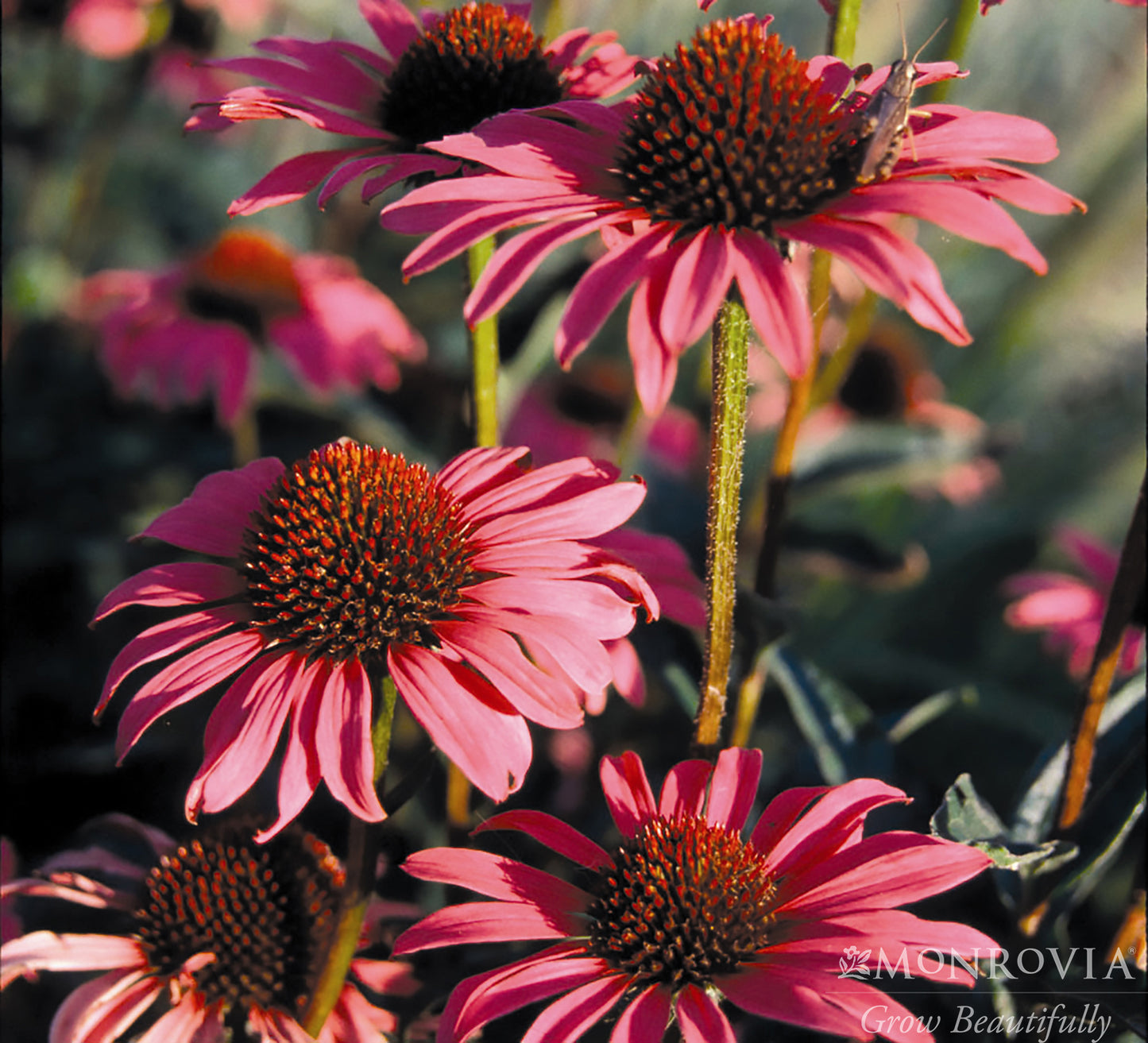 Echinacea | Magnus Purple Coneflower