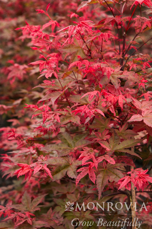 Acer | Shin Deshojo Japanese Maple - 1 Gallon