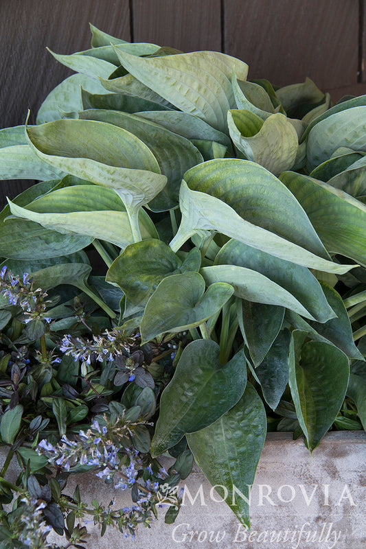 Hosta | Abiqua Drinking Gourd Hosta - 1 Gallon