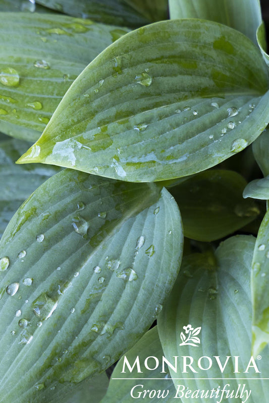 Hosta | Fragrant Blue Hosta
