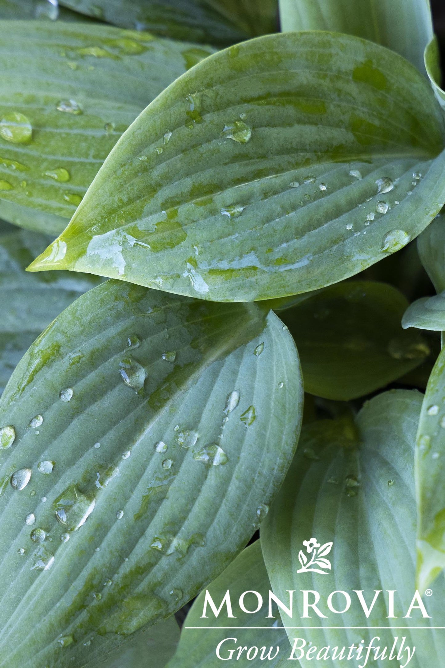 Hosta | Fragrant Blue Hosta - 1 Gallon