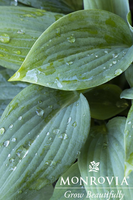 Hosta | Fragrant Blue Hosta - 1 Gallon