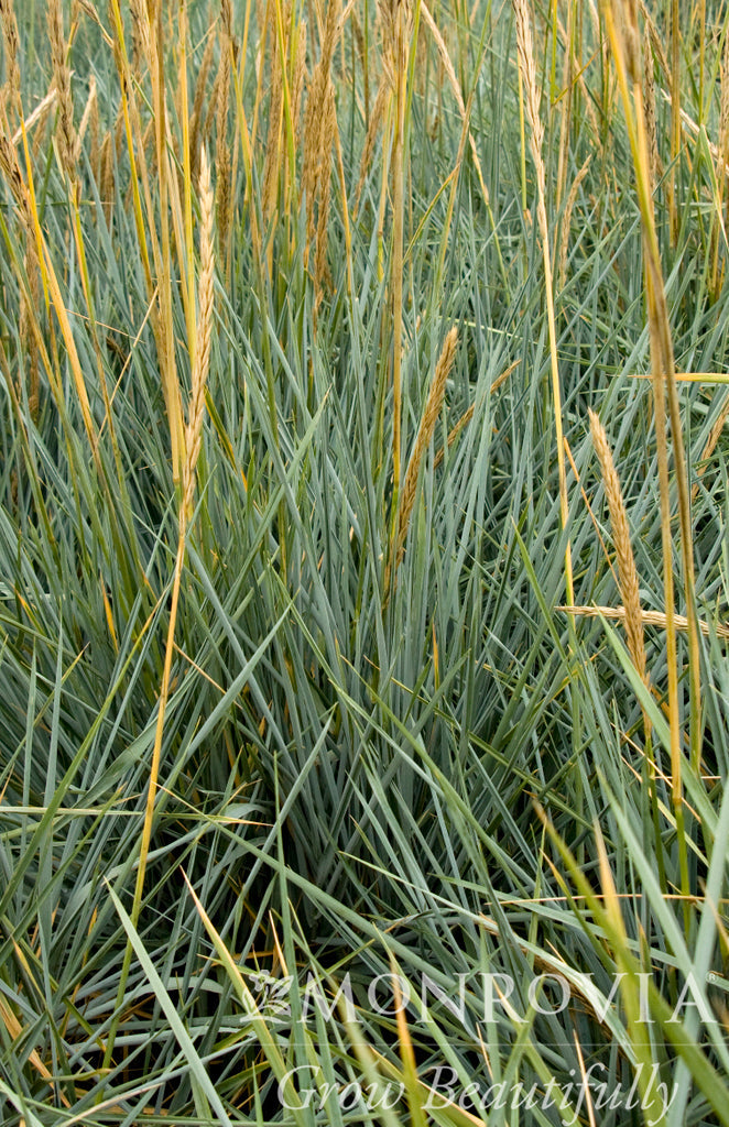 Leymus | Blue Dune Lyme Grass - 1 Gallon