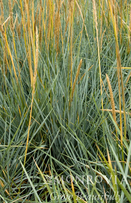Leymus | Blue Dune Lyme Grass - 1 Gallon