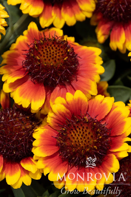 Gaillardia | Barbican Blanket Flower | Yellow Red Ring - 1 Gallon
