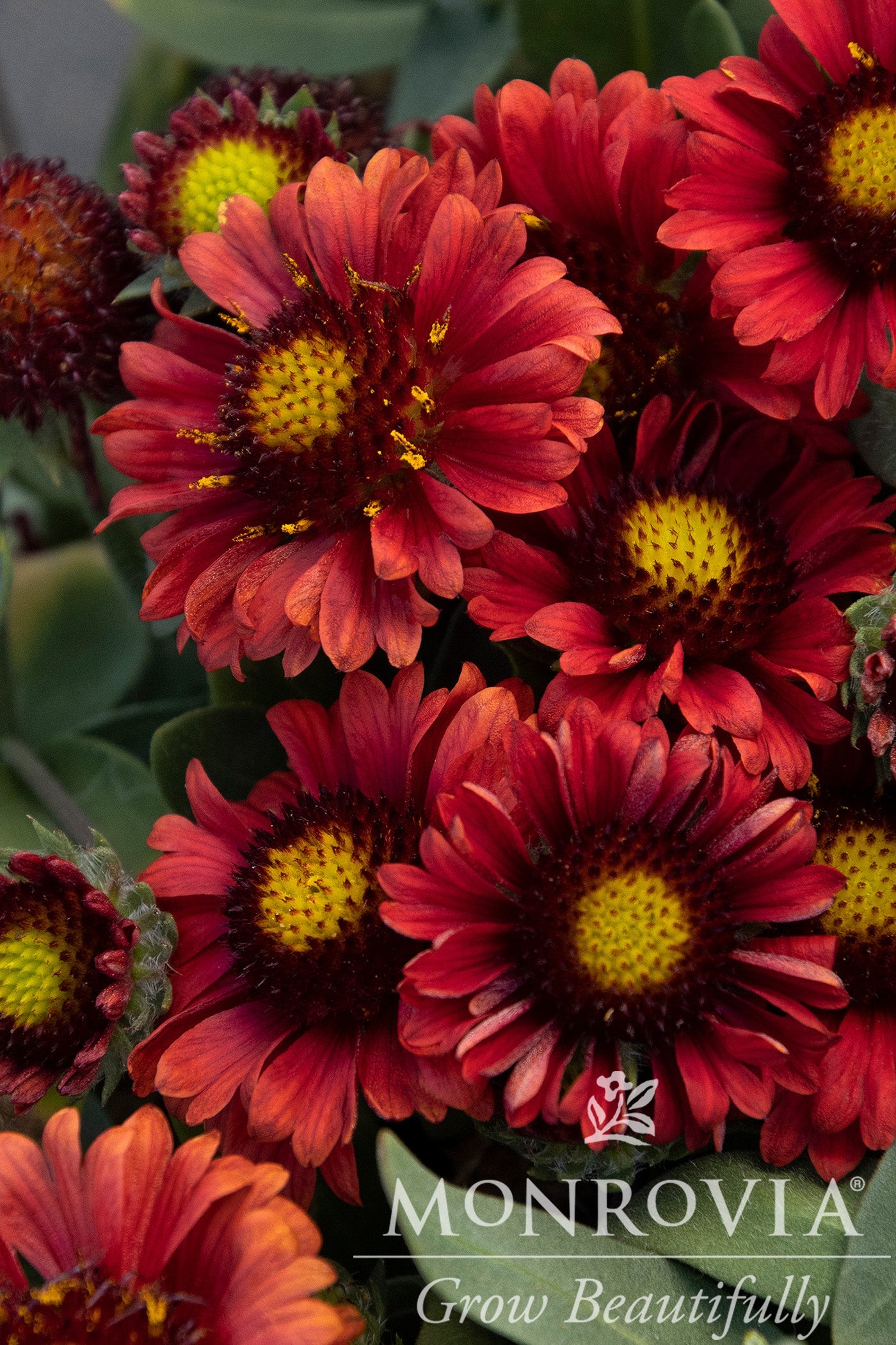 Gaillardia | Barbican Blanket Flower | Red - 1 Gallon