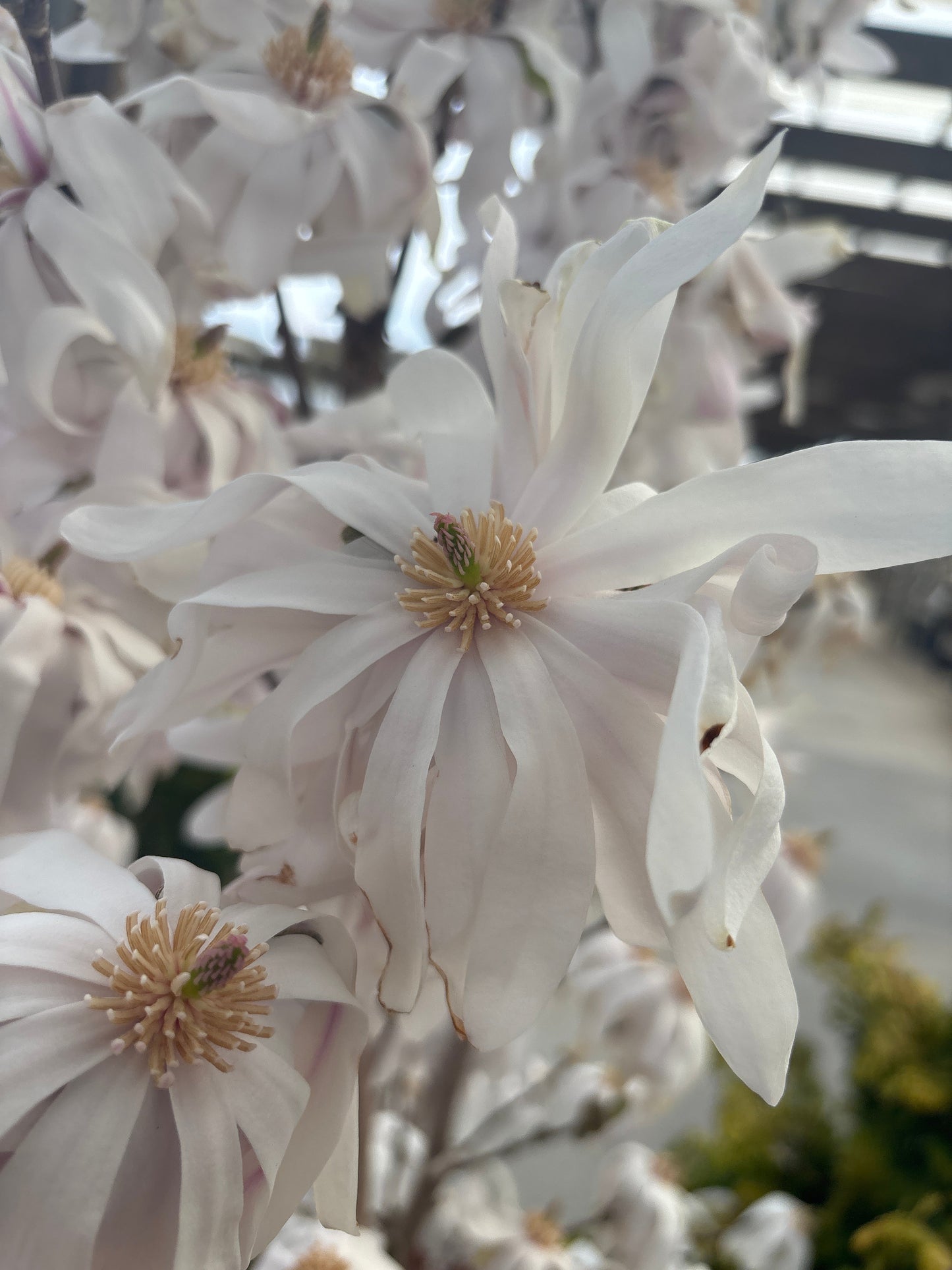 Magnolia | Royal Star Magnolia - 7 Gallon