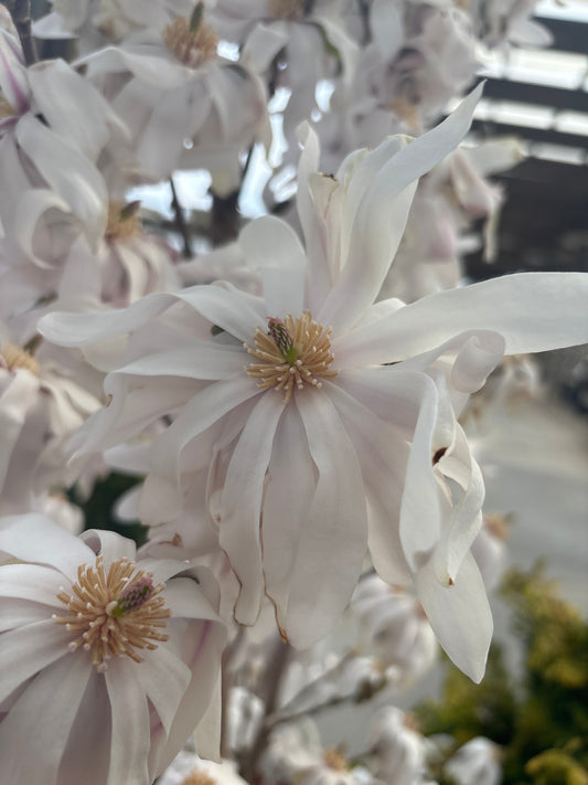 Magnolia | Royal Star Magnolia - 7 Gallon