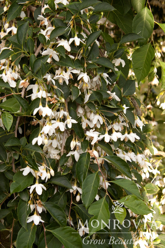 Styrax | Fragrant Fountain Japanese Snowbell