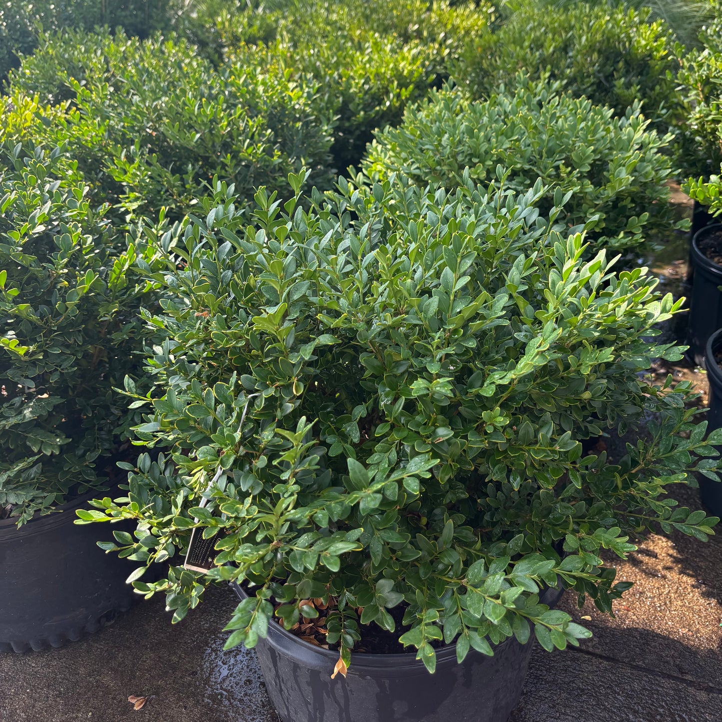 Buxus | Green Velvet Boxwood | Natural - 3 Gallon