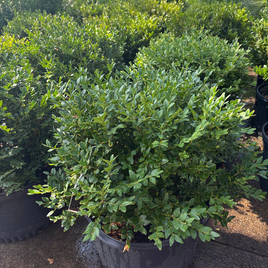 Buxus | Green Velvet Boxwood | Natural - 3 Gallon