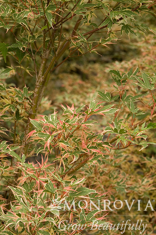 Acer | Kagiri Nishiki Japanese Maple - 5 Gallon