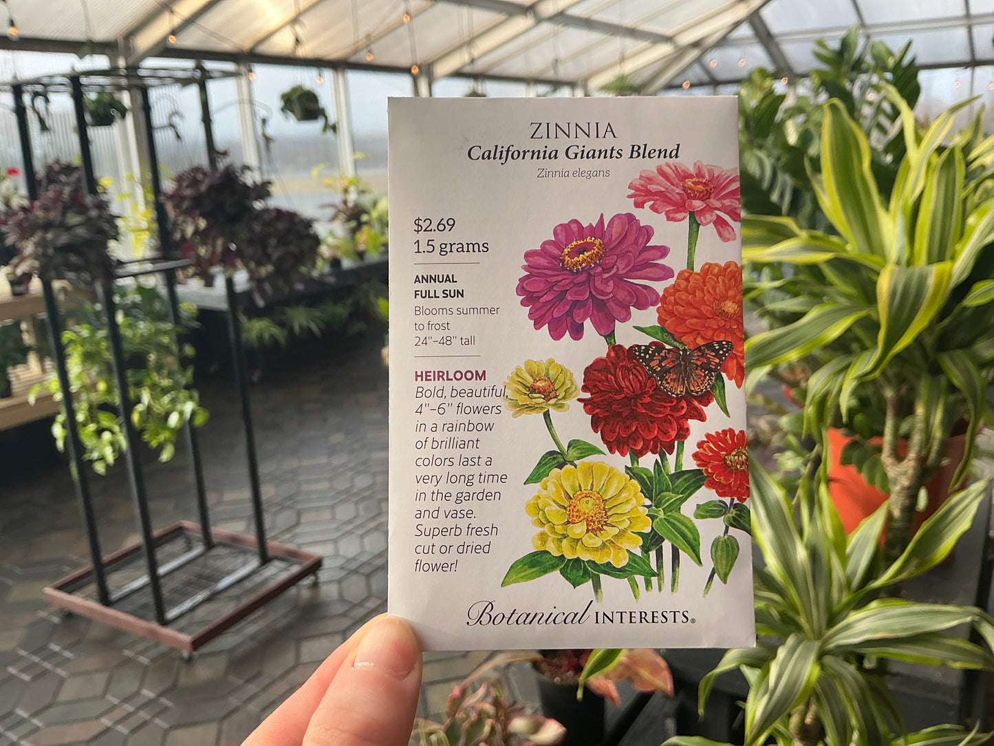 Zinnia | Zinnia Seed