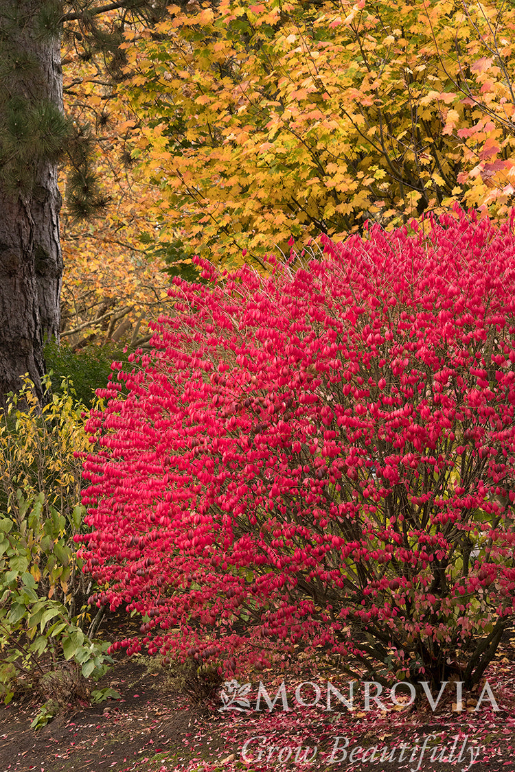Euonymus | Burning Bush - 3 Gallon