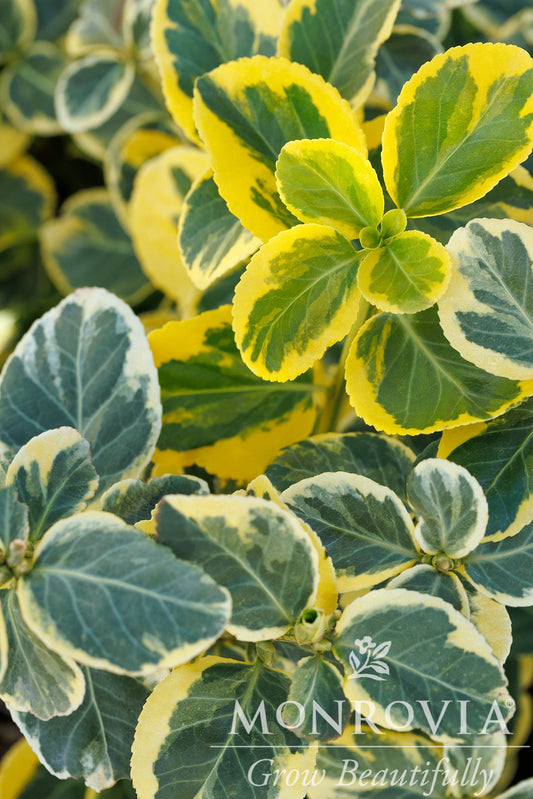 Euonymus | Canadale Gold Wintercreeper - 2 Gallon