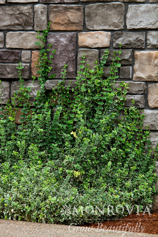 Euonymus | Emerald Gaiety Wintercreeper