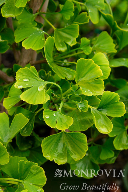 Ginkgo | Jade Butterflies Ginkgo - 5 Gallon