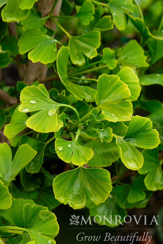 Ginkgo | Jade Butterflies Ginkgo - 5 Gallon