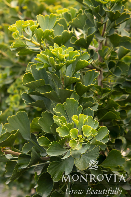 Ginkgo | Jade Butterflies Ginkgo - 6 Gallon