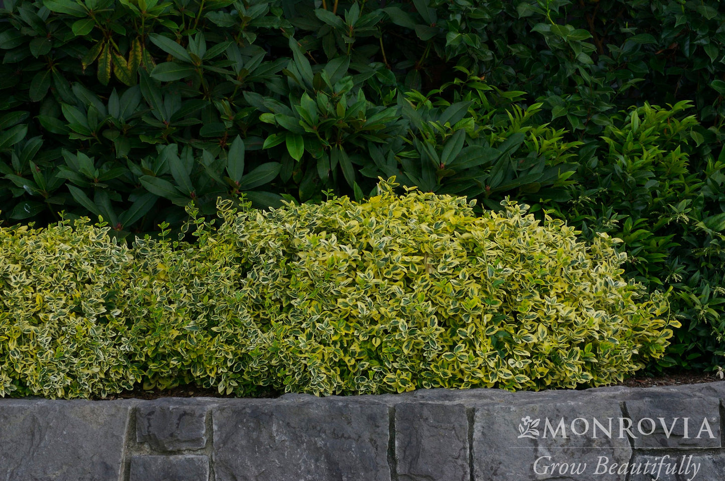 Euonymus | Emerald 'n' Gold Wintercreeper - 2 Gallon